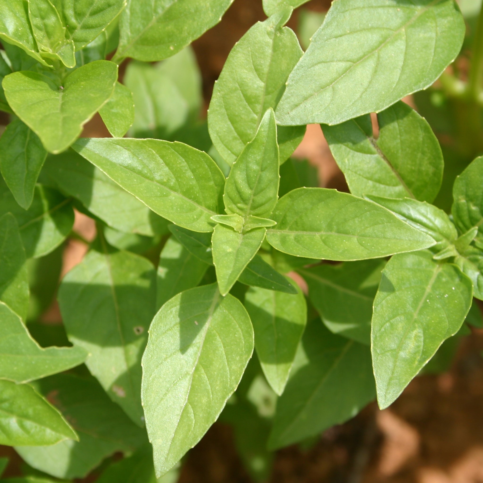 Basilicum ct methylchavicole