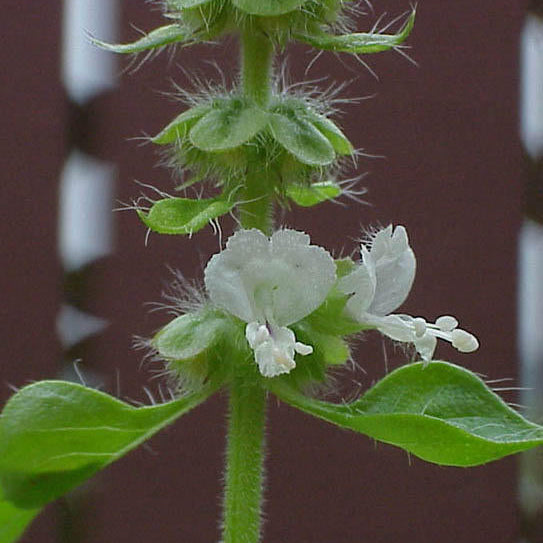 Basilicum ct linalool