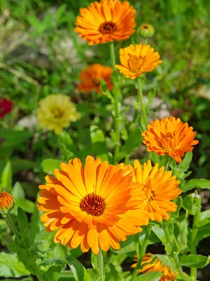 Goudsbloemolie (calendula)
