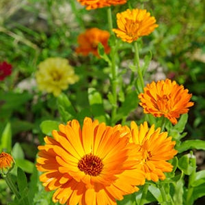 Goudsbloemolie (calendula)