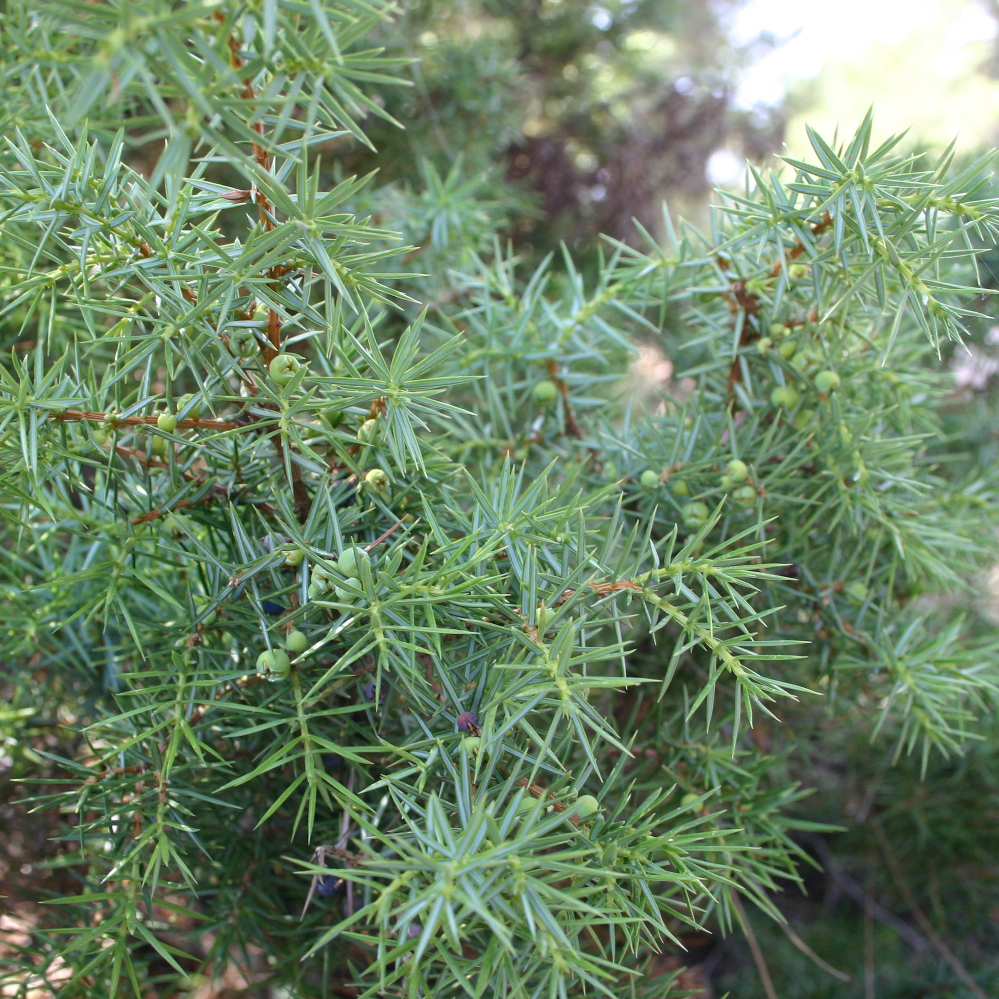 Etherische olie jeneverbes - 11 ml