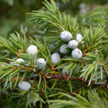 Etherische olie jeneverbes - 11 ml