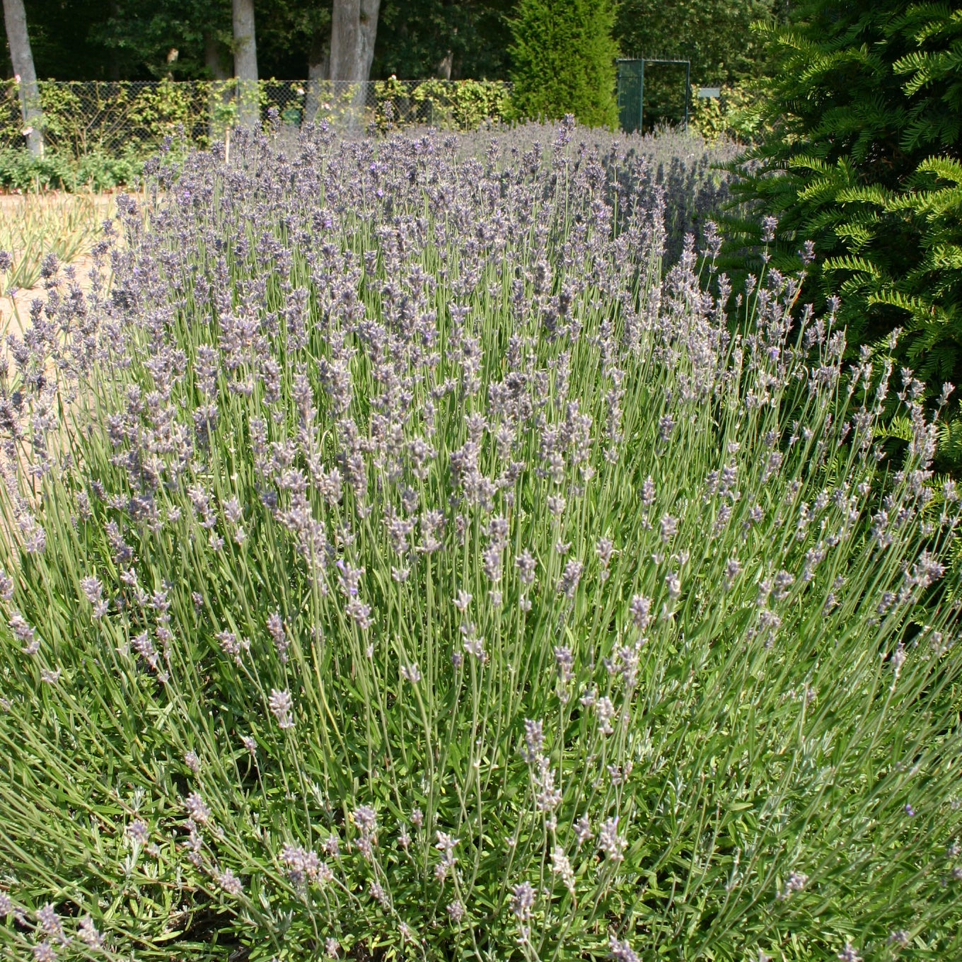 Lavandin super