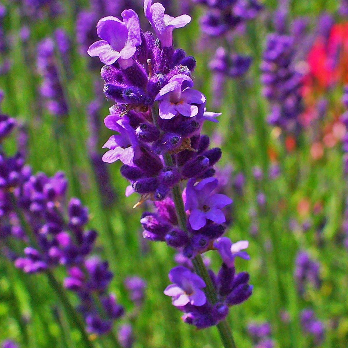 Echte lavendel hydrolaat