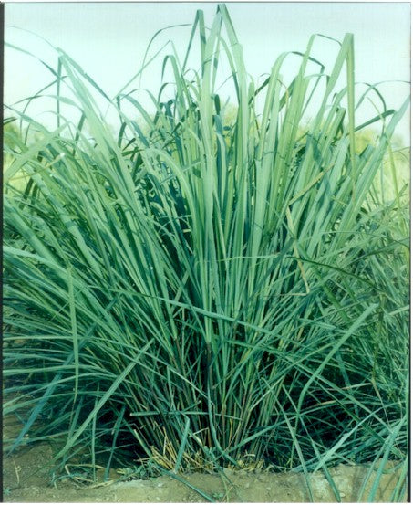 Lemongrass