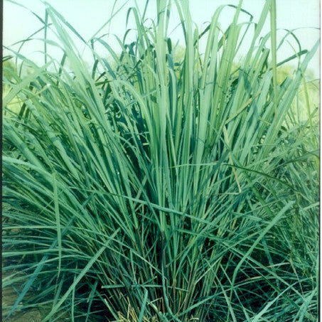 Lemongrass