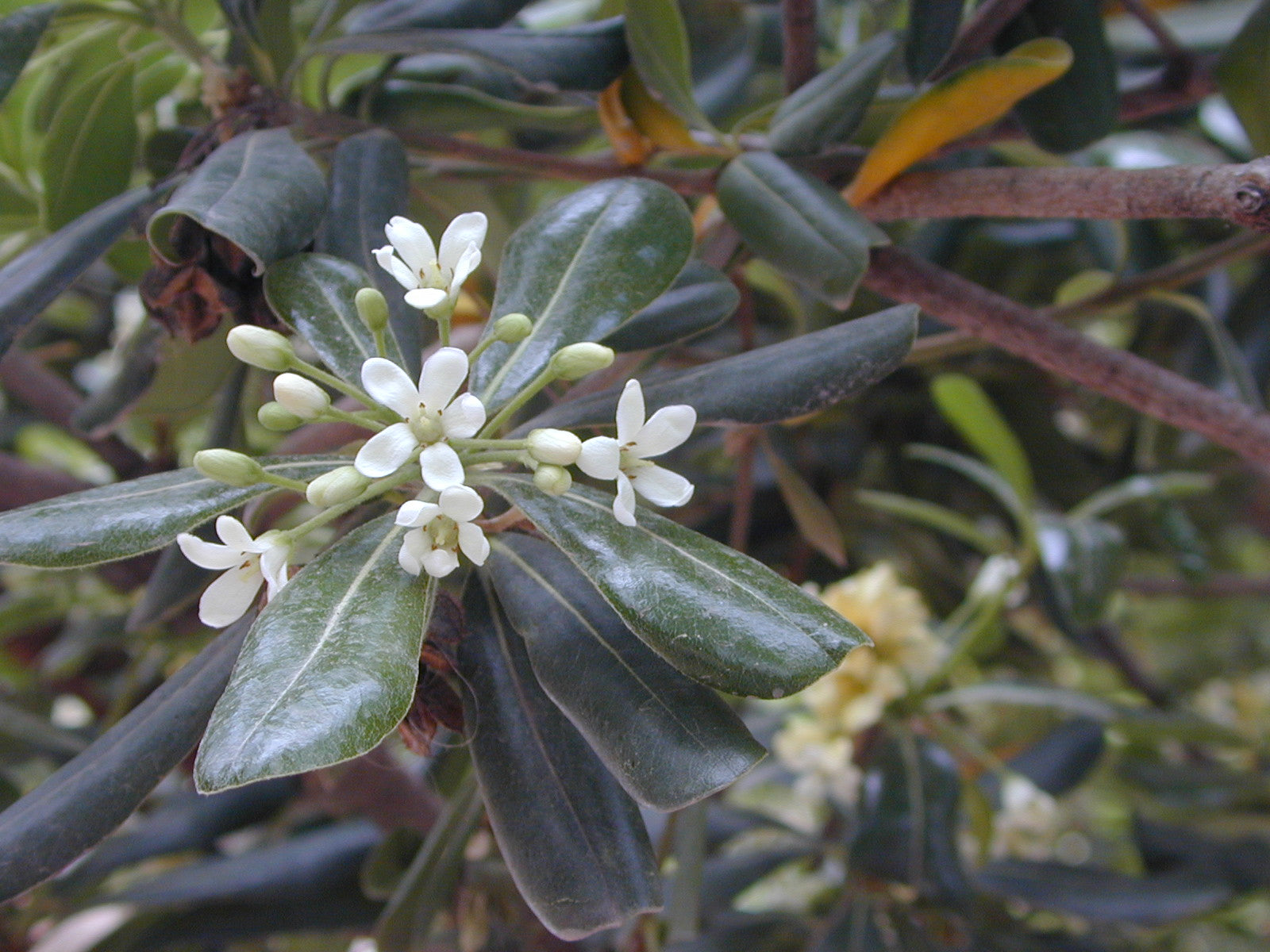 Oranjebloesem hydrolaat (neroli)