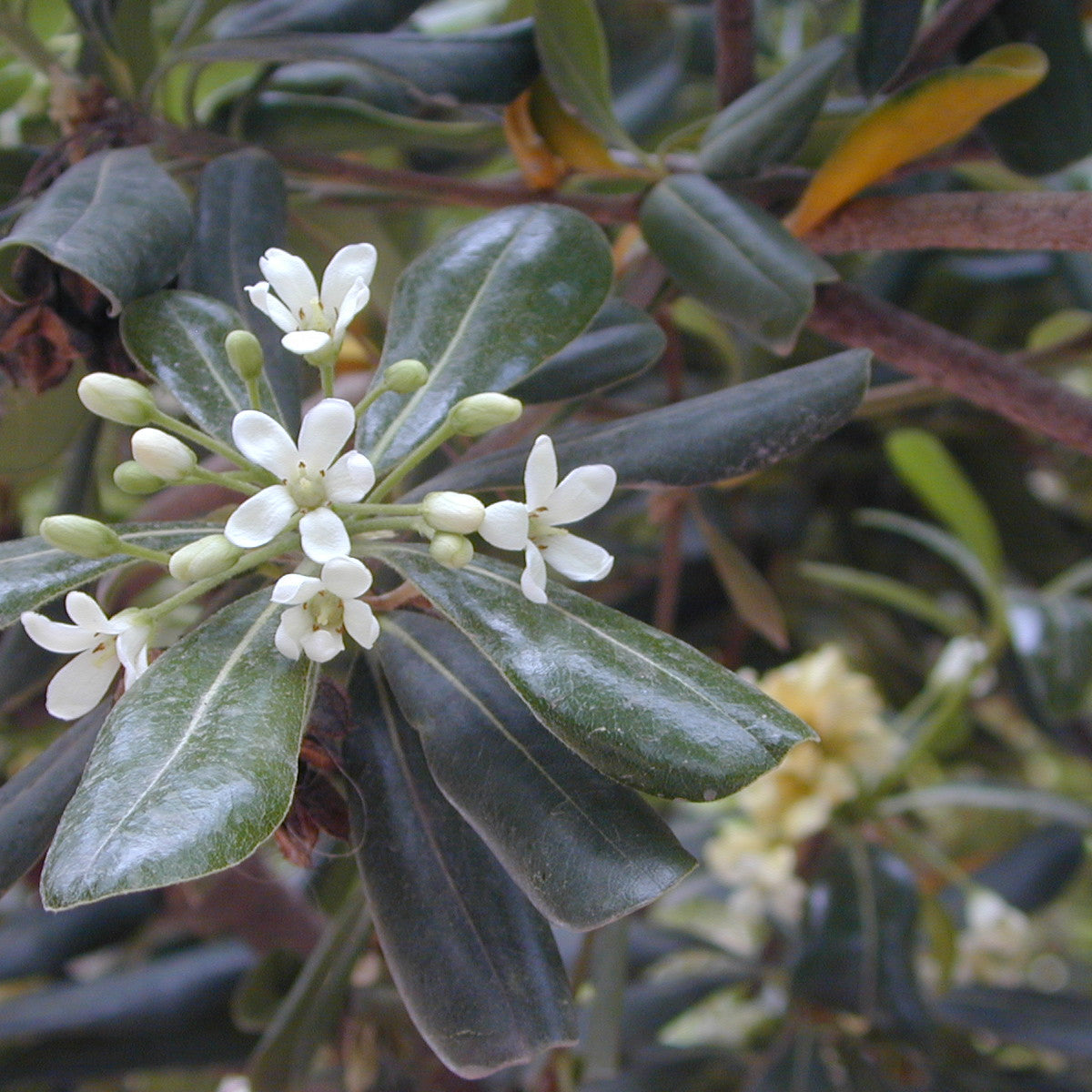 Oranjebloesem hydrolaat (neroli)