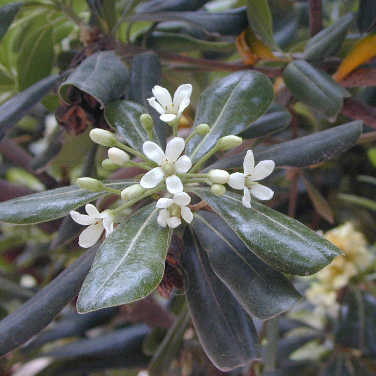 Oranjebloesem (neroli)