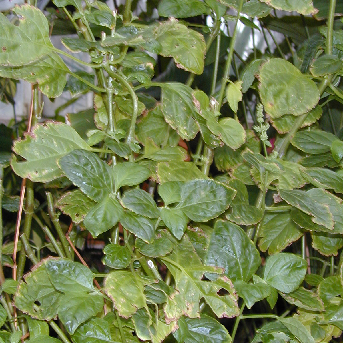 Patchouli