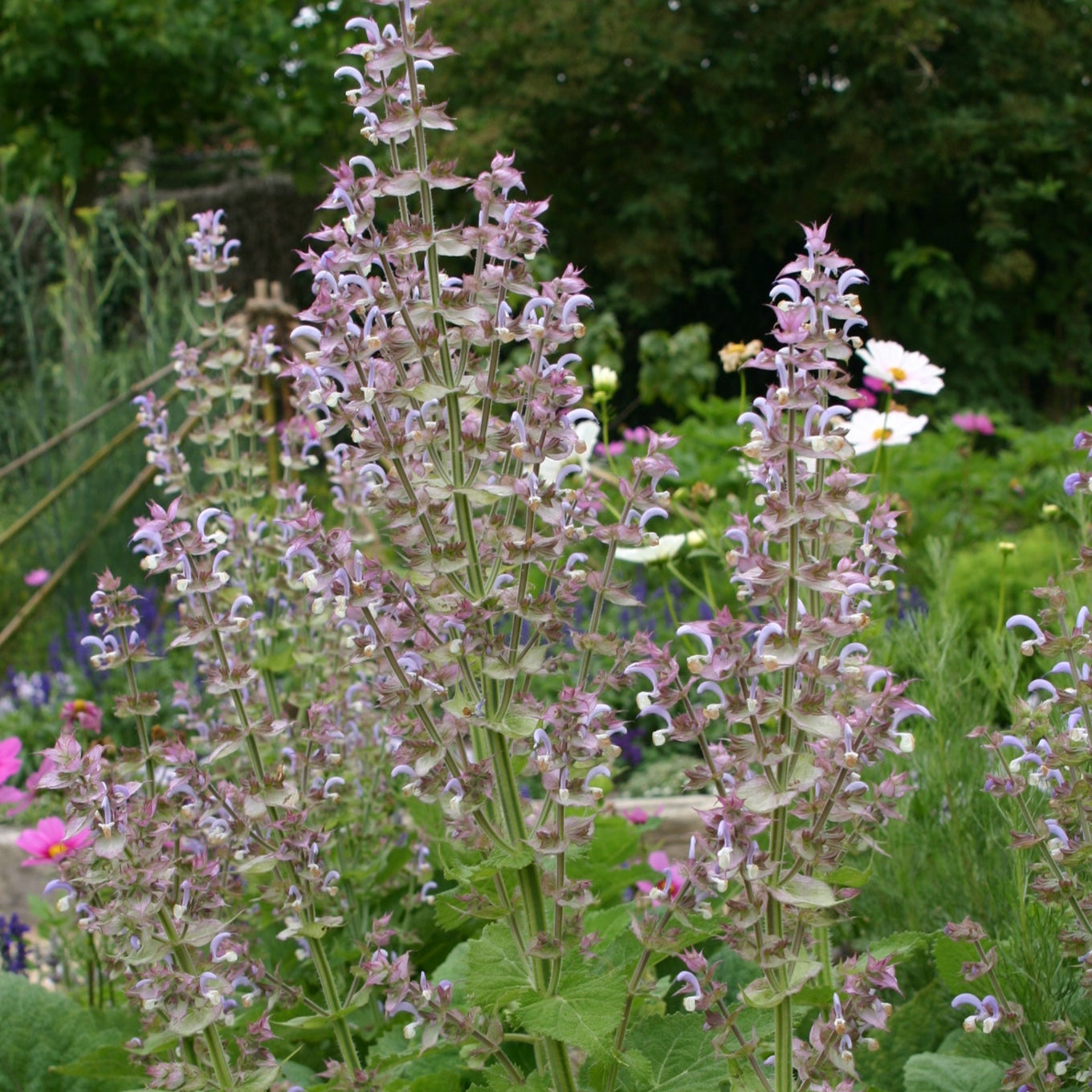 Scharlei