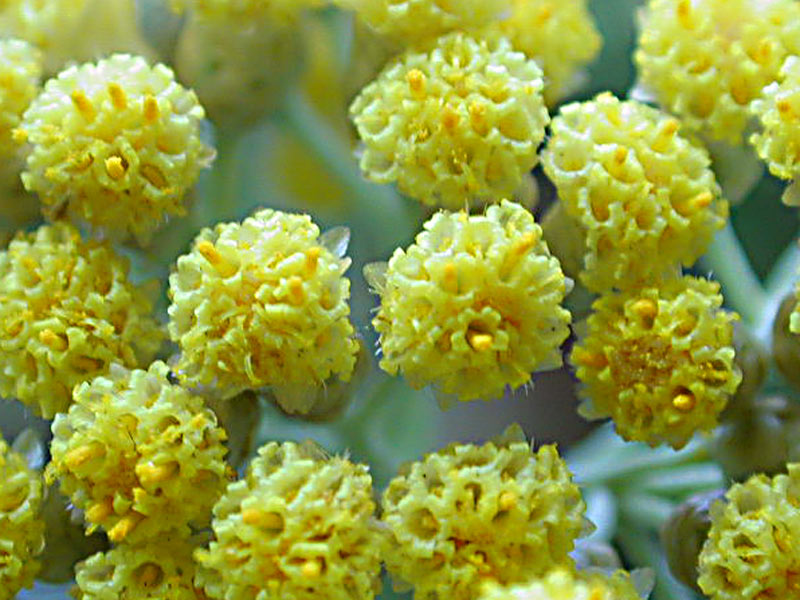 Strobloem