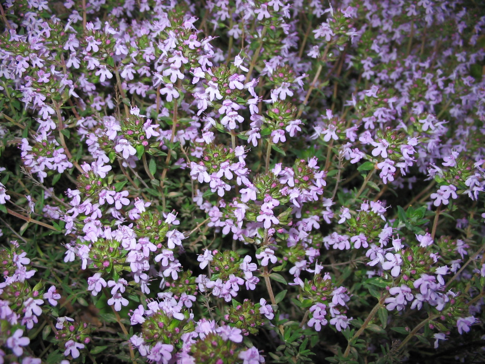 Tijm CT thujanol (witte tijm)