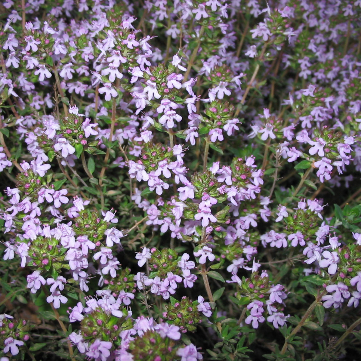 Tijm CT thujanol (witte tijm)