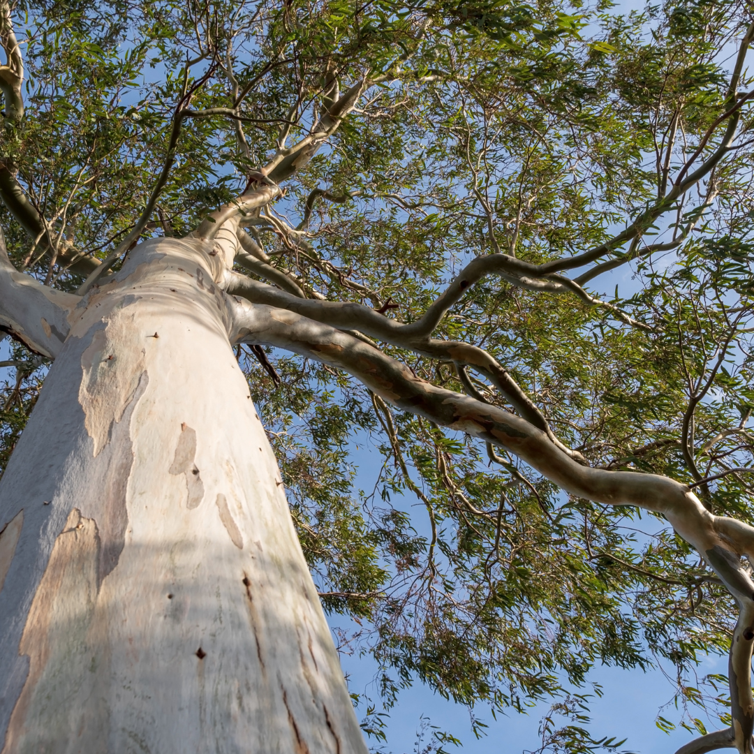 Eucalyptus radiata