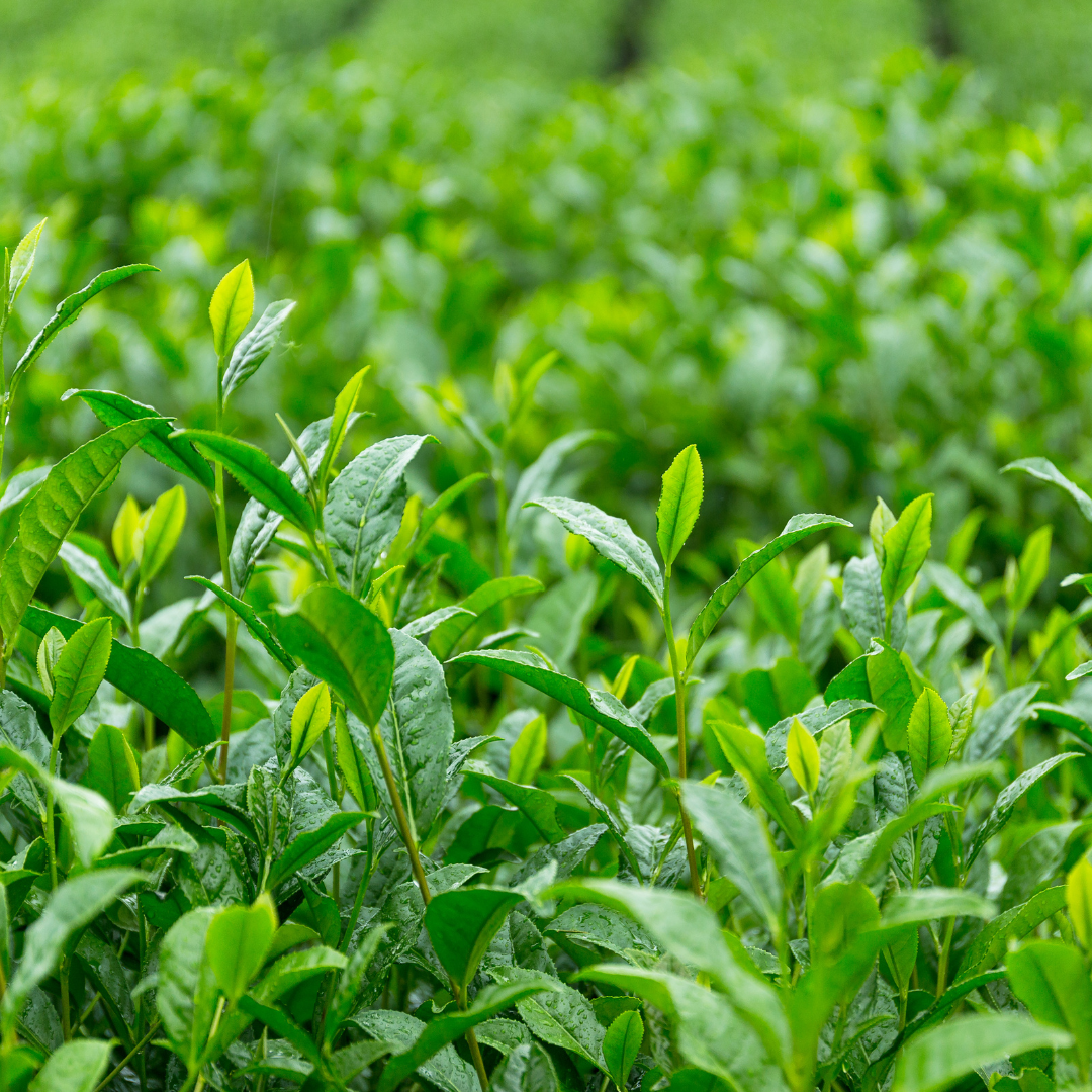 Tea tree