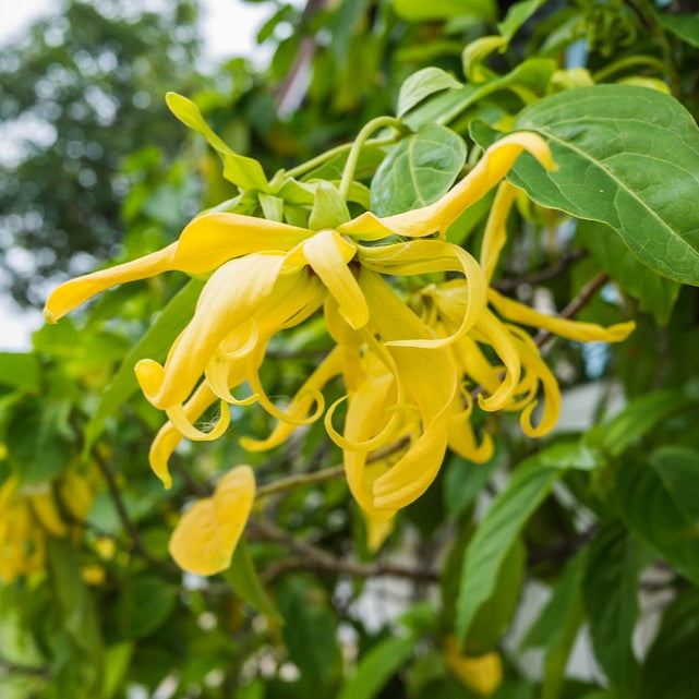 Ylang ylang extra