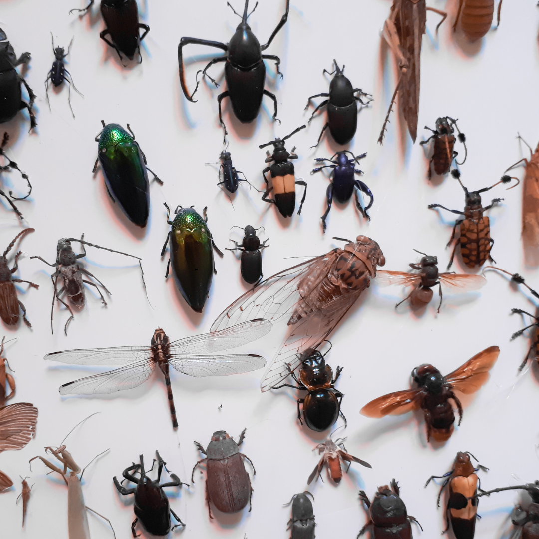 Insecten laten verdwijnen