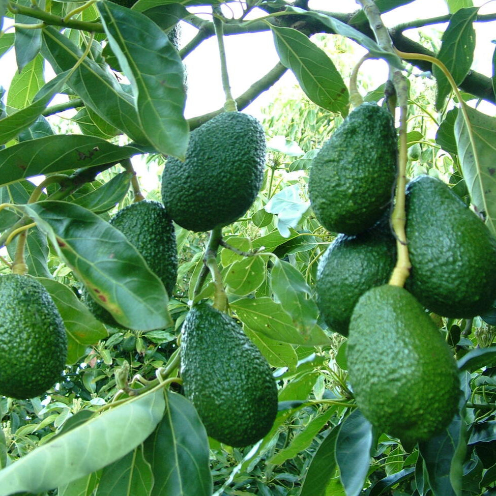 Avocado olie