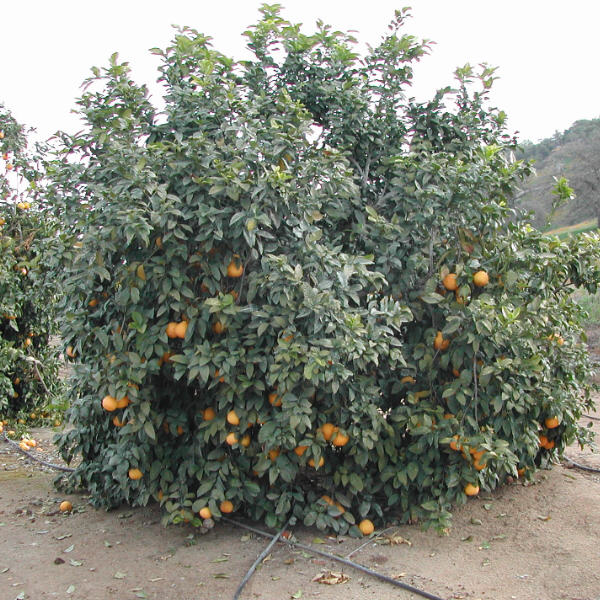Bergamot FCF