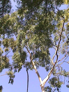 Citroen eucalyptus