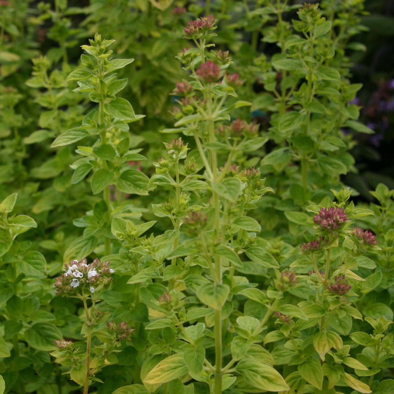 Marjolein