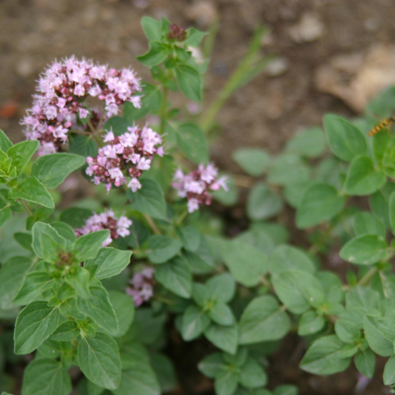 Oregano