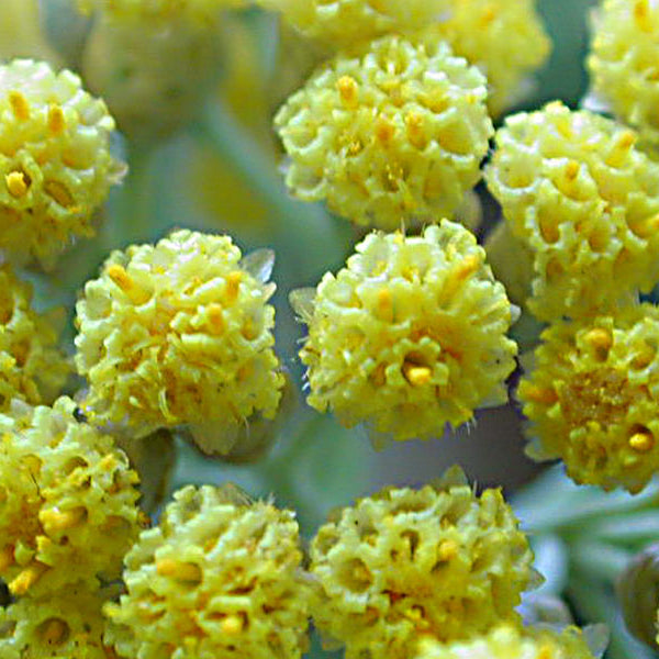Strobloem