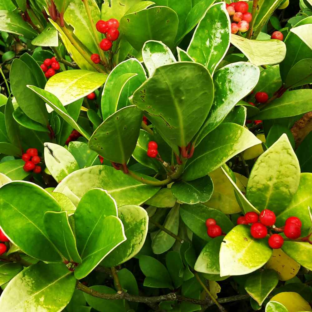 Wintergreen